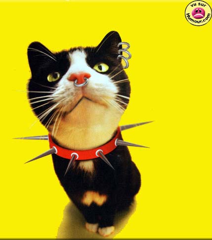 coll cat