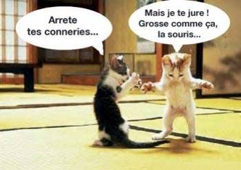 wwé tres grosse